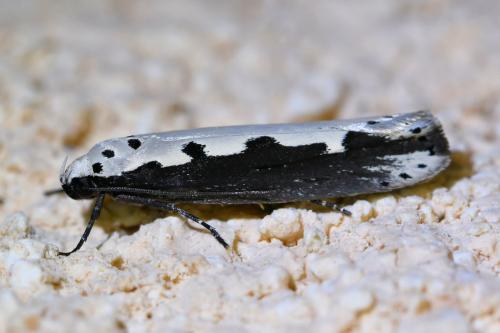 Réf. 323 608 : Ethmia bipunctella